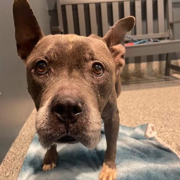 Audrey, Adoptable, Senior Female American Bulldog.