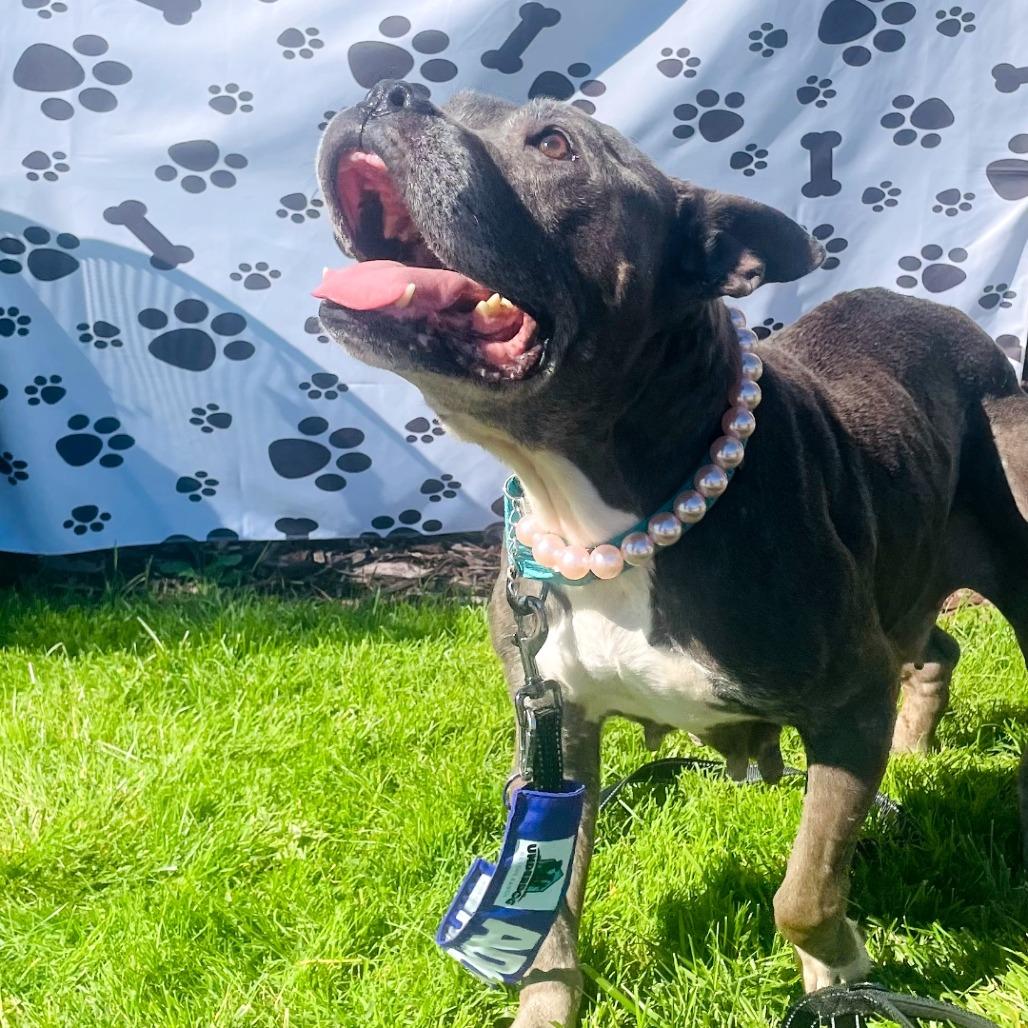 Enlarge Audrey, a Adoptable American Bulldog in Northville, MI image 2/5