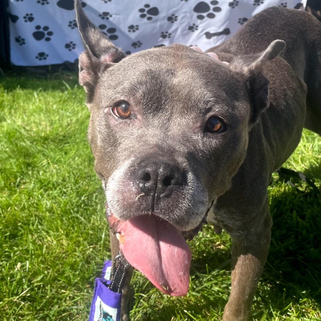 Enlarge Audrey, a Adoptable American Bulldog in Northville, MI image 3/5