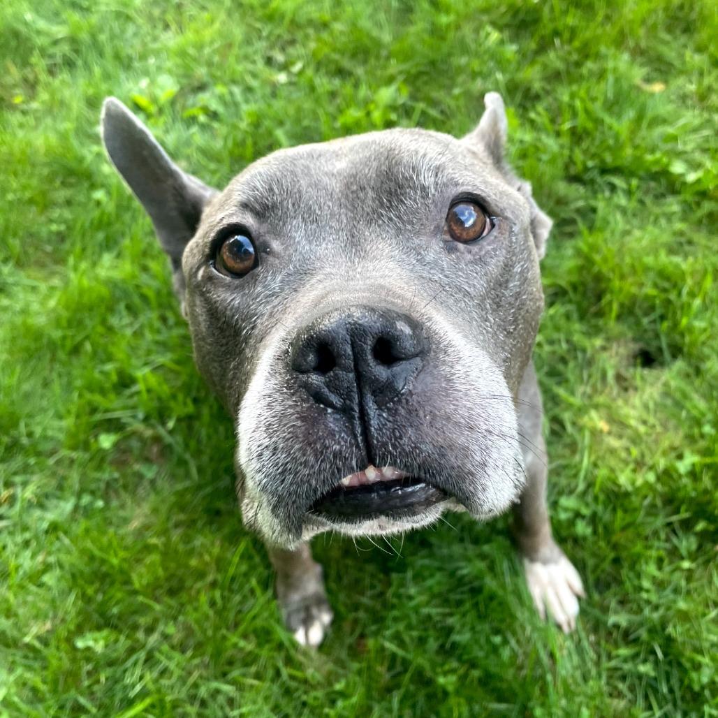 Enlarge Audrey, a Adoptable American Bulldog in Northville, MI image 4/5