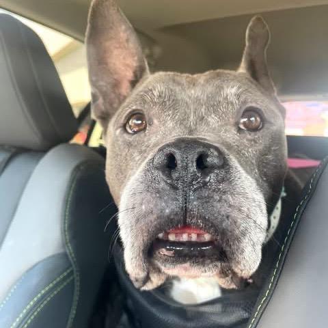 Enlarge Audrey, a Adoptable American Bulldog in Northville, MI image 5/5