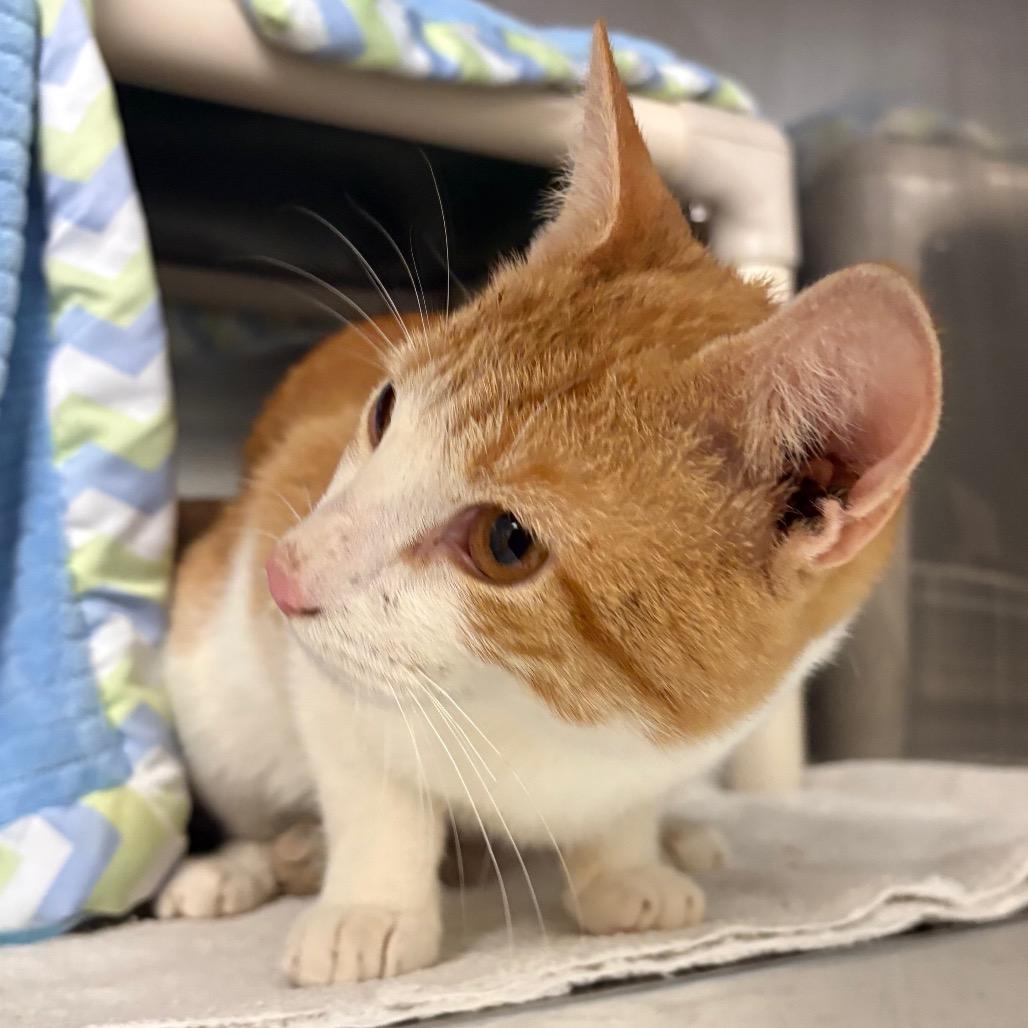 Julius, Adoptable, Young Male Domestic Short Hair.