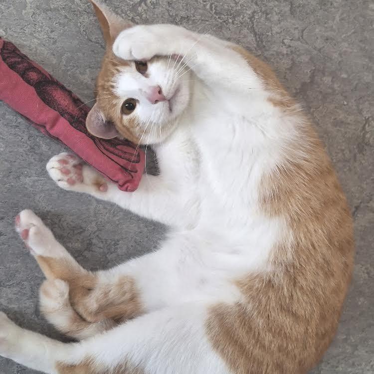 Enlarge Julius, a Adoptable Domestic Short Hair in Morrisville, VT image 2/2