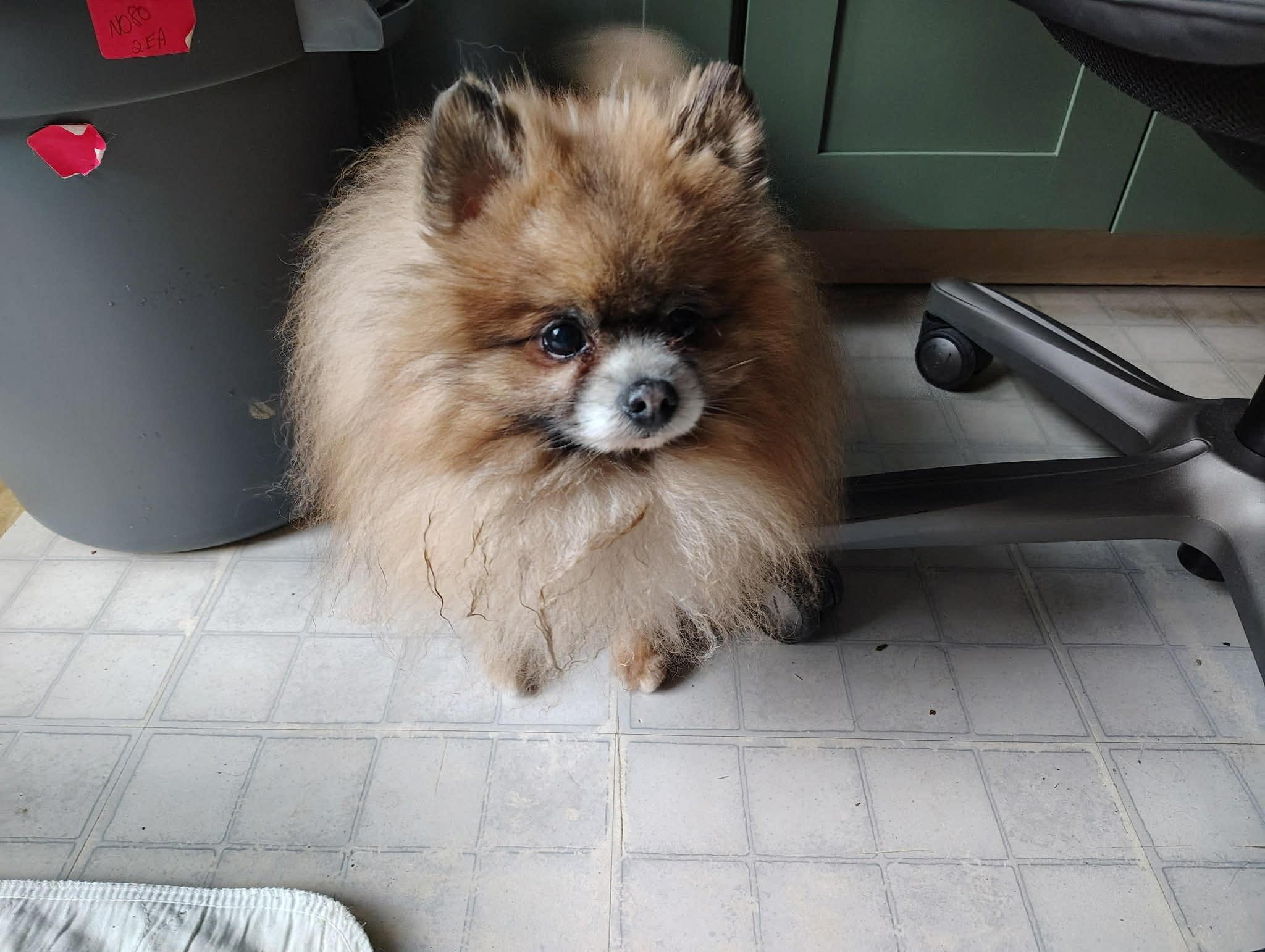 Enlarge Courtesy Post - Jordy, a ADOPTABLE Pomeranian in Vernon, CT image 2/3