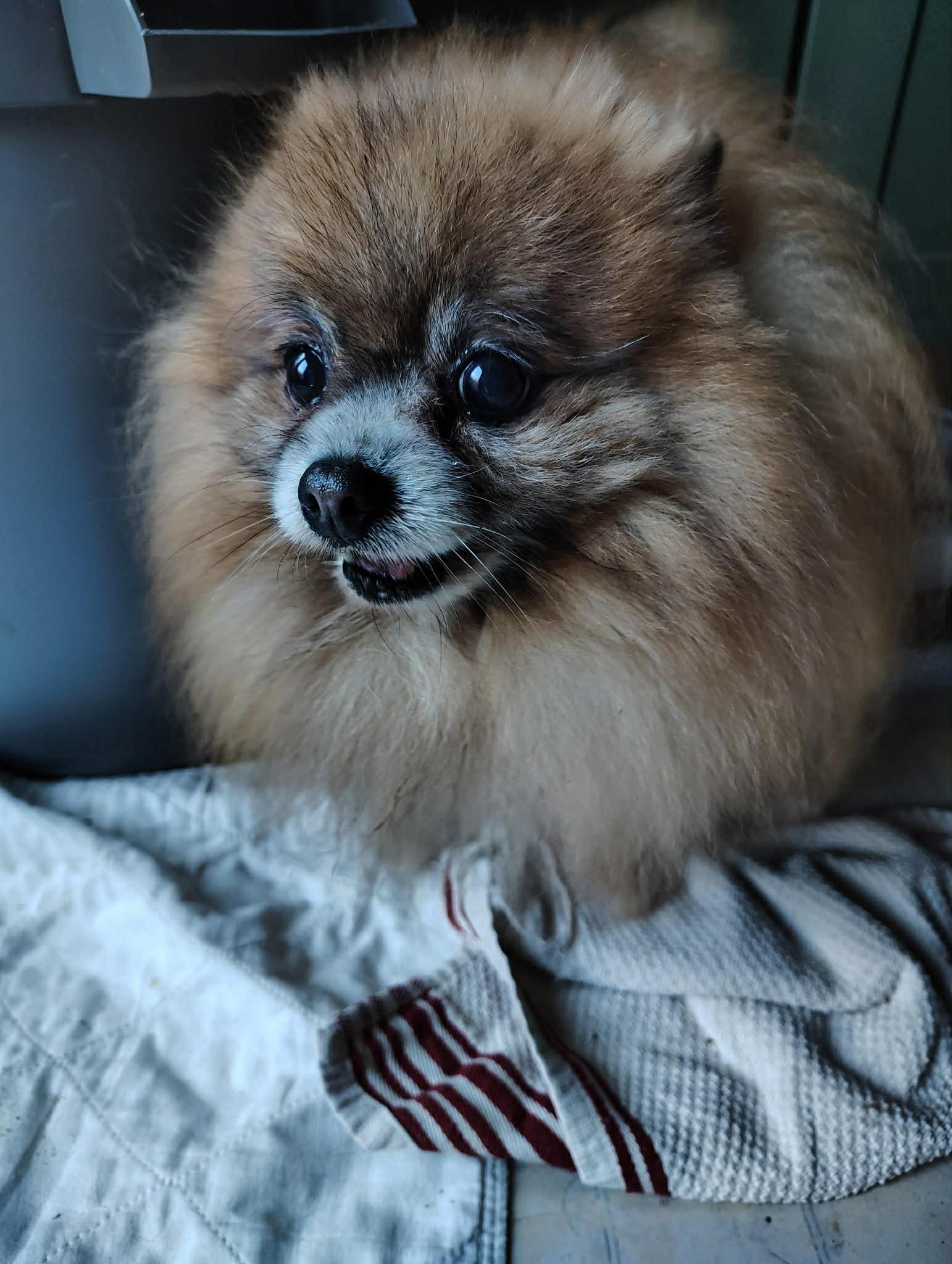 Enlarge Courtesy Post - Jordy, a ADOPTABLE Pomeranian in Vernon, CT image 3/3