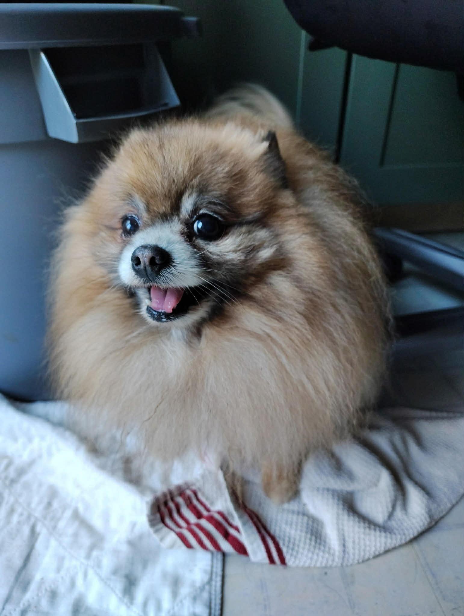 Enlarge Courtesy Post - Jordy, a ADOPTABLE Pomeranian in Vernon, CT image 1/3