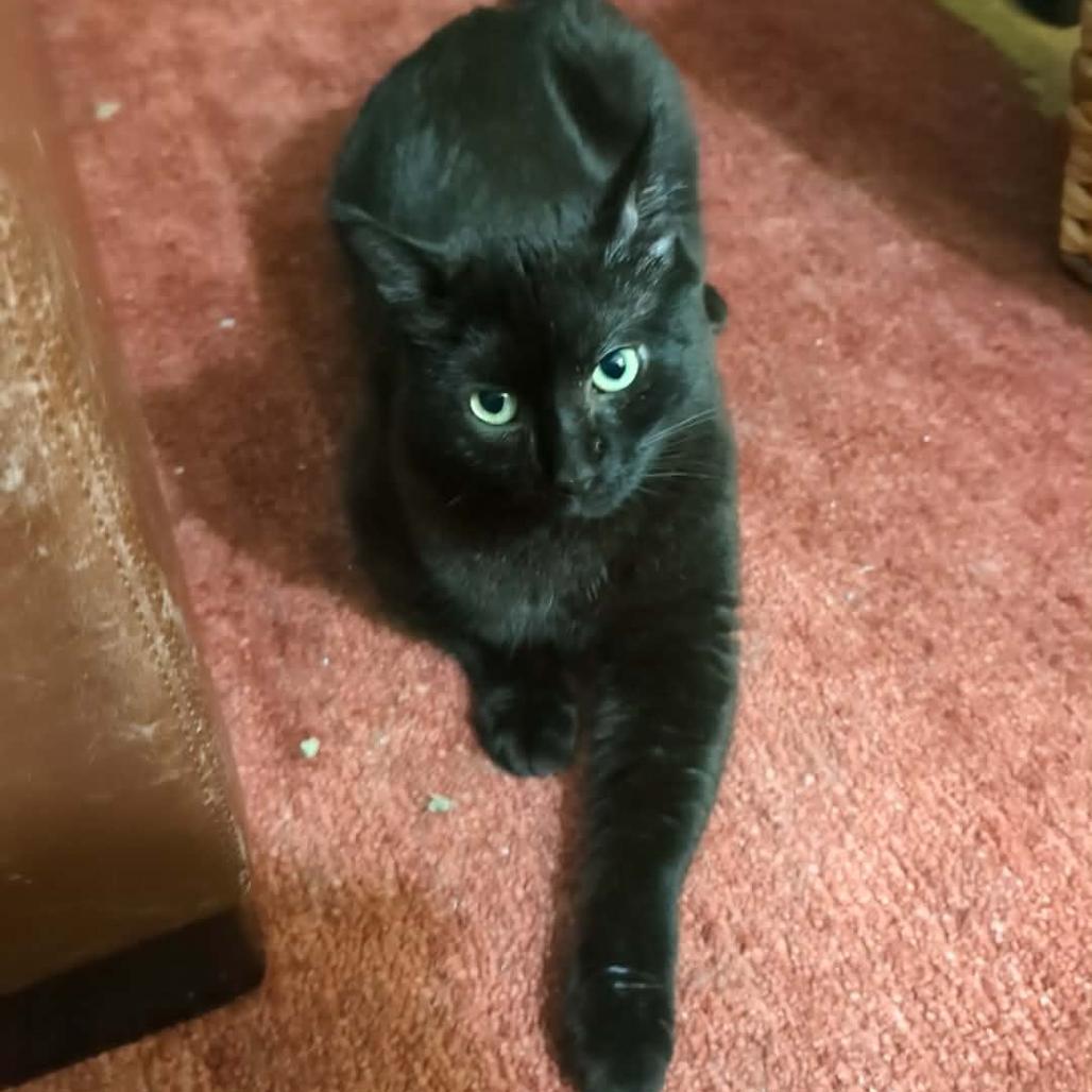 Enlarge Zeus, a Adoptable Domestic Short Hair in New York, NY image 1/6