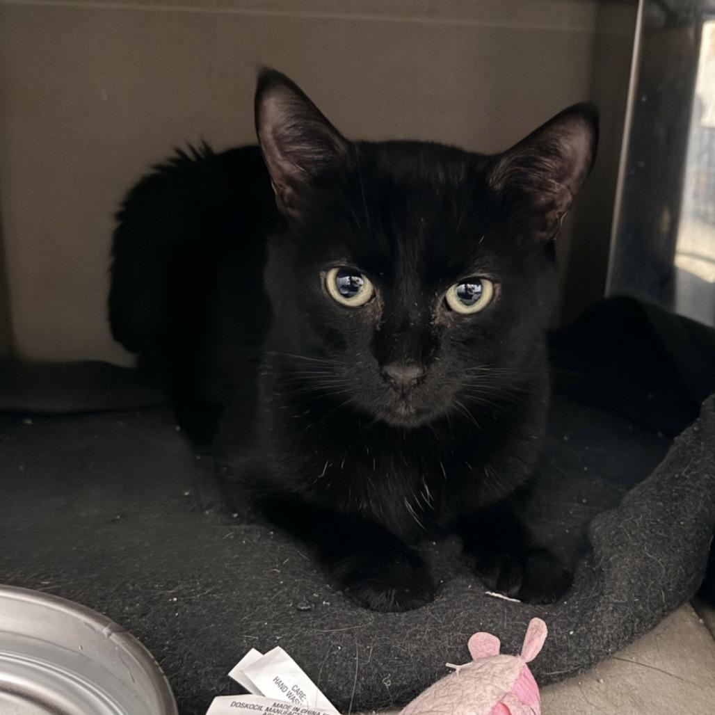Enlarge Zeus, a Adoptable Domestic Short Hair in New York, NY image 2/6