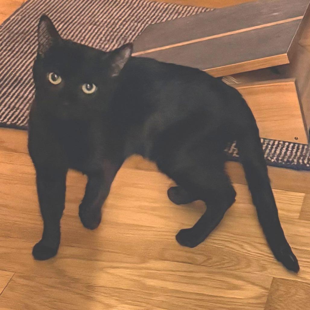 Enlarge Zeus, a Adoptable Domestic Short Hair in New York, NY image 3/6