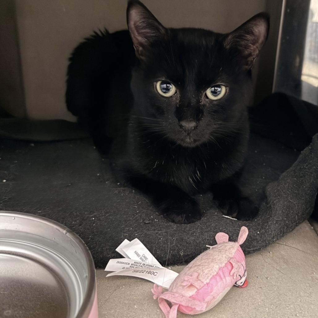Enlarge Zeus, a Adoptable Domestic Short Hair in New York, NY image 4/6