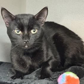 Enlarge Zeus, a Adoptable Domestic Short Hair in New York, NY image 5/6