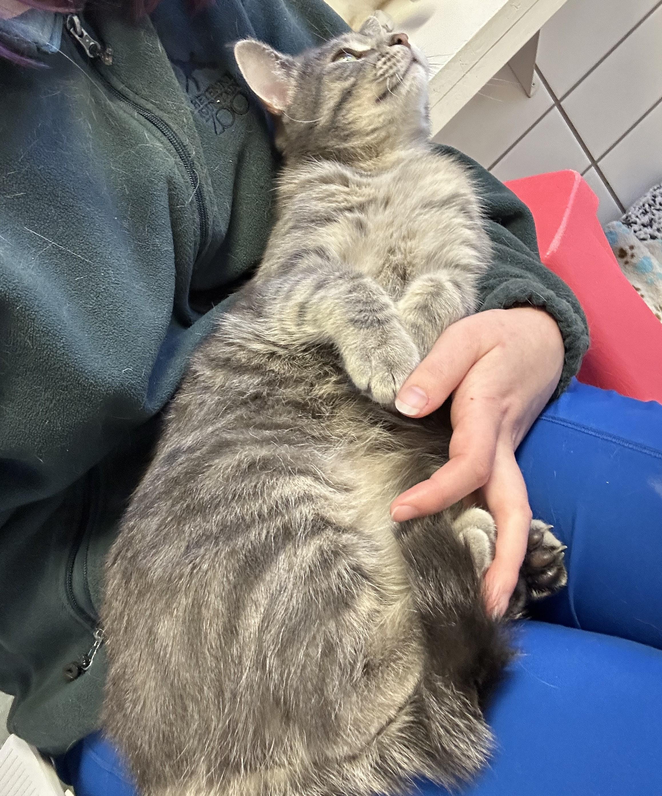 Enlarge Brew, an adoptable Domestic Short Hair in Cedar Rapids, IA image 4/5