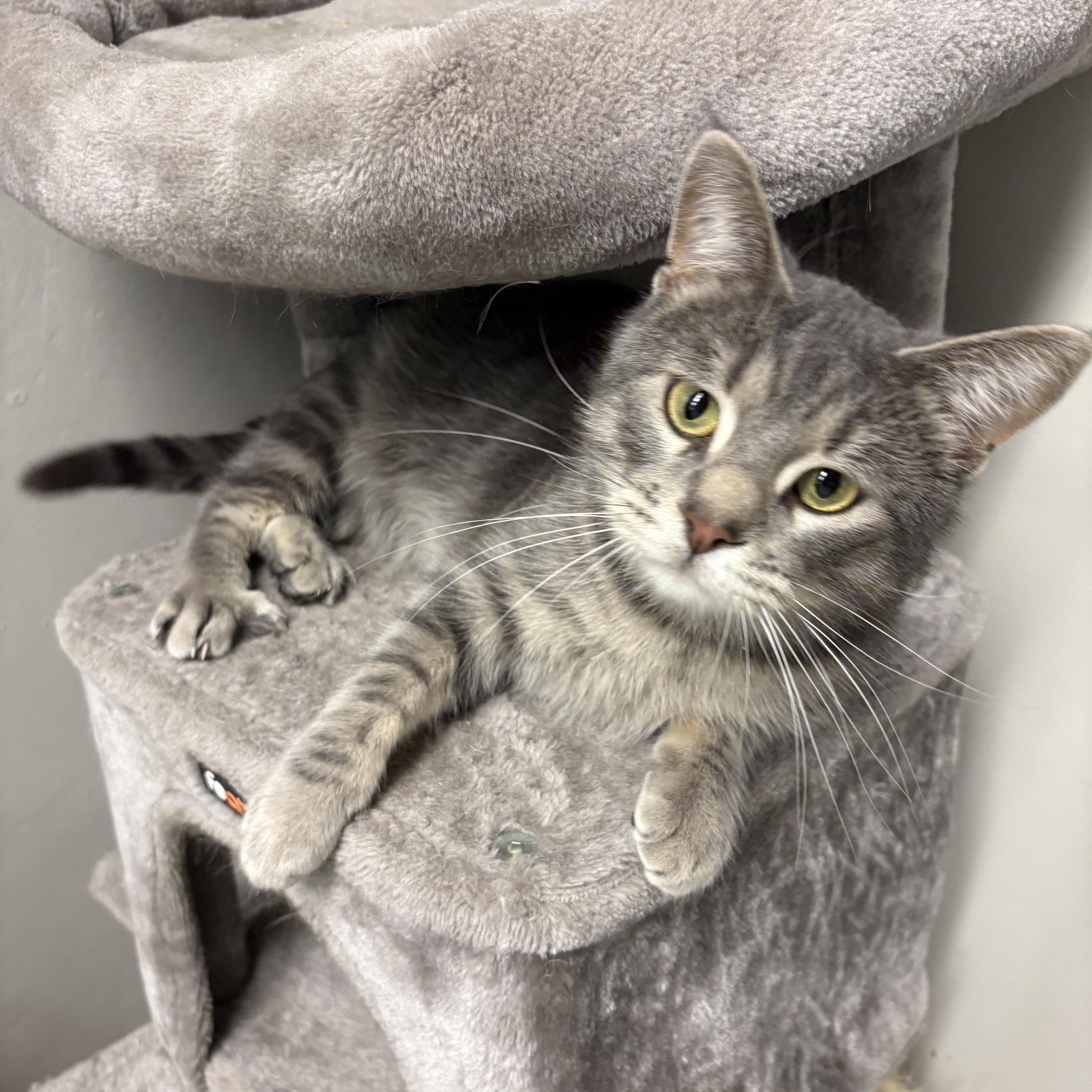 Enlarge Brew, an adoptable Domestic Short Hair in Cedar Rapids, IA image 1/5