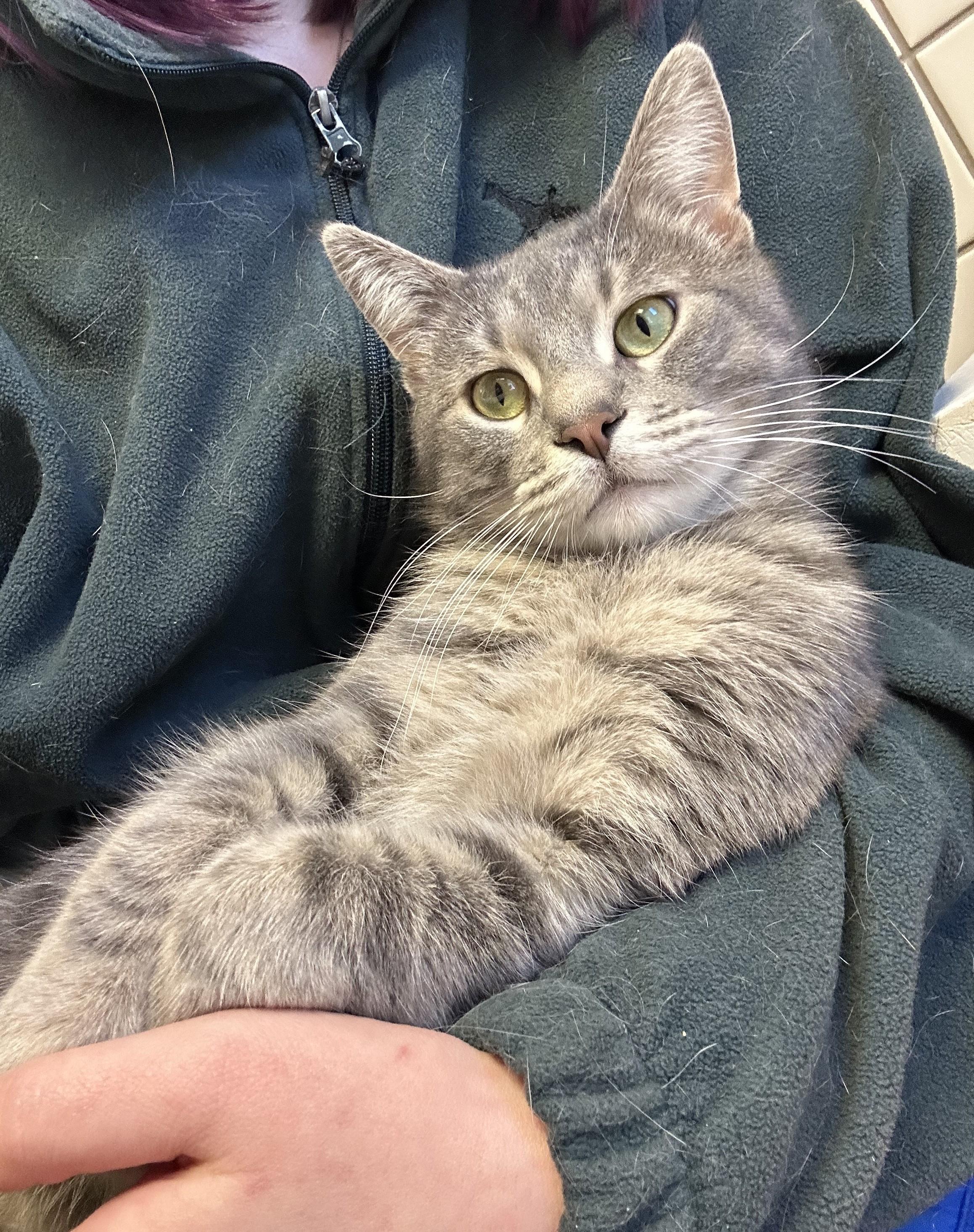 Enlarge Brew, an adoptable Domestic Short Hair in Cedar Rapids, IA image 5/5