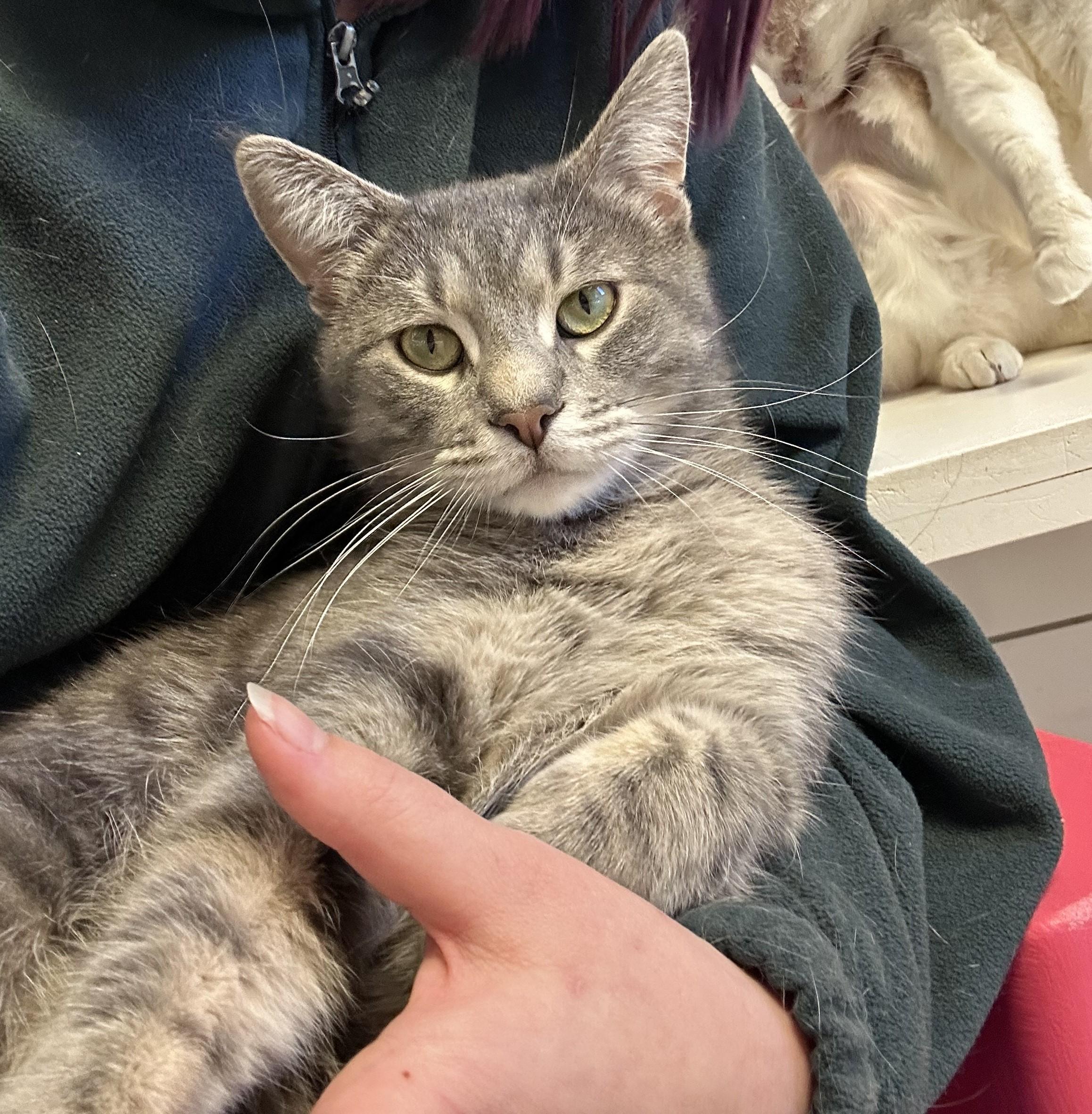 Enlarge Brew, an adoptable Domestic Short Hair in Cedar Rapids, IA image 2/5