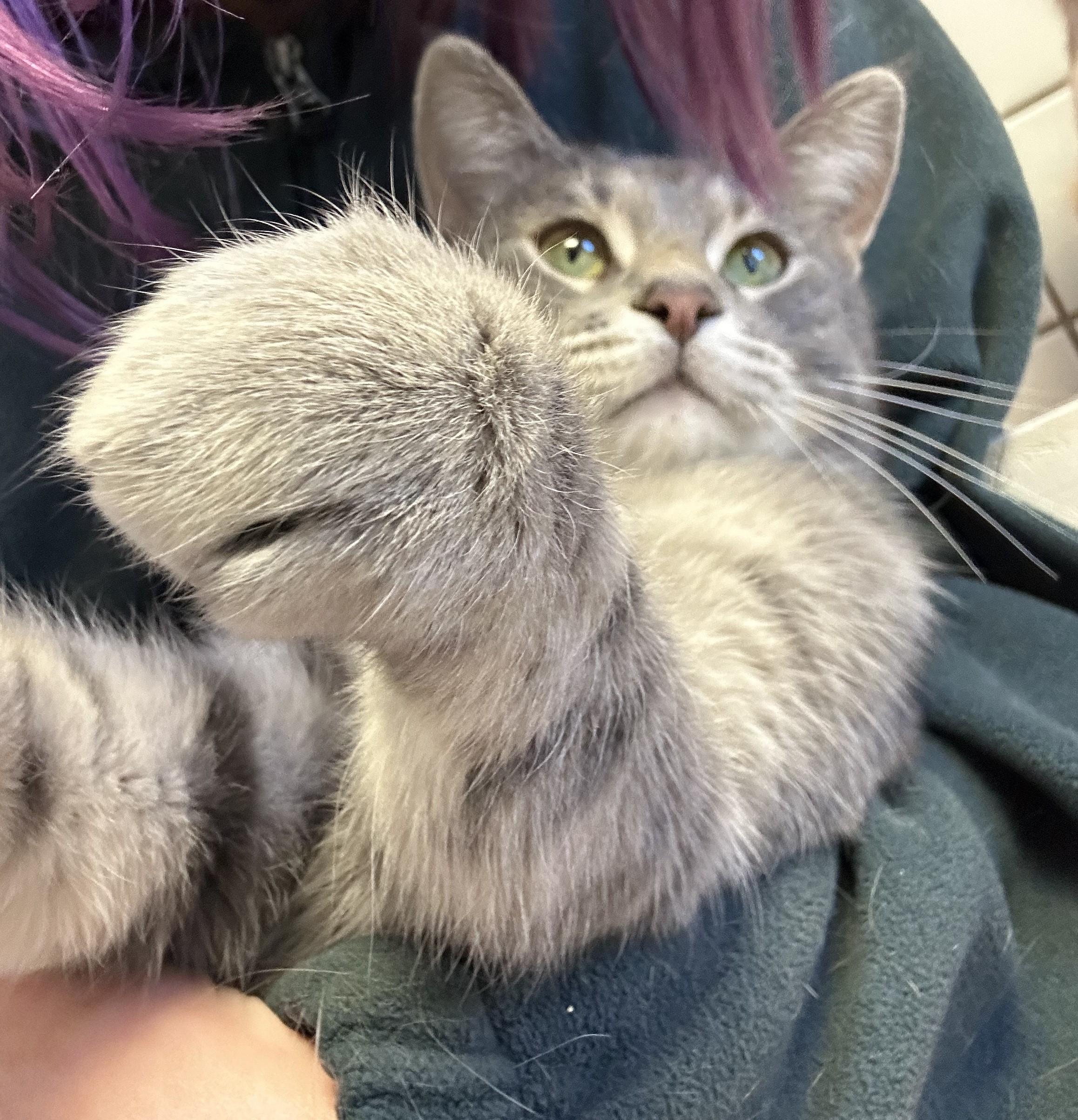 Enlarge Brew, an adoptable Domestic Short Hair in Cedar Rapids, IA image 3/5