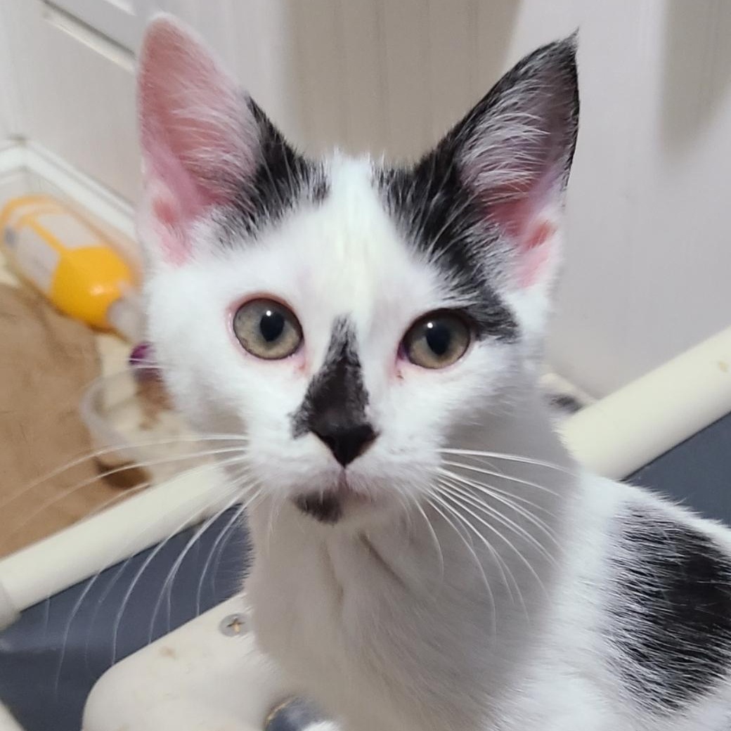 Nicole Doll READY TO GO HOME!, an adoptable Domestic Short Hair in Barron, WI, 54812 | Photo Image 3