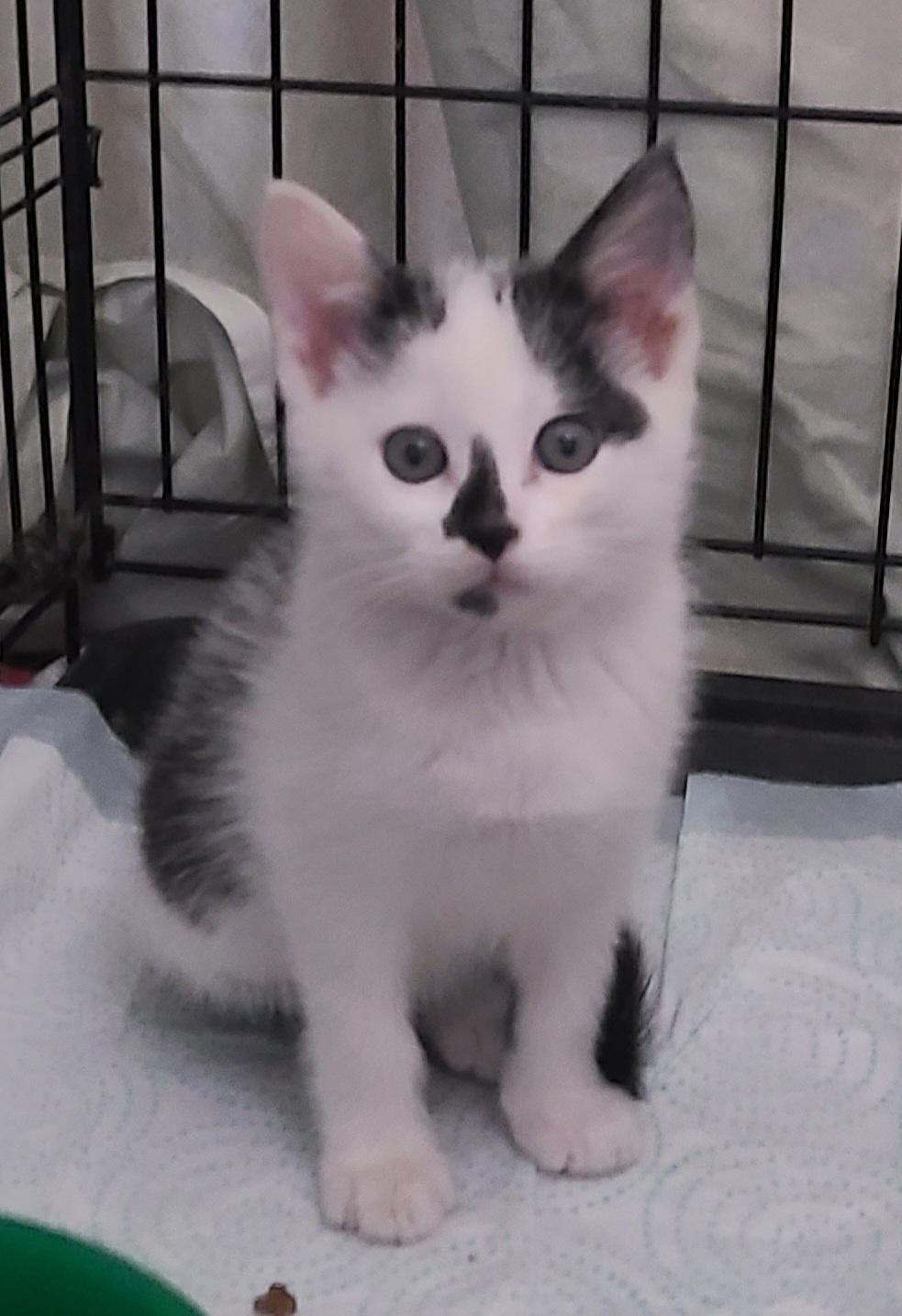 Nicole Doll READY TO GO HOME!, a Adoptable Domestic Short Hair in Barron, WI image 5/5