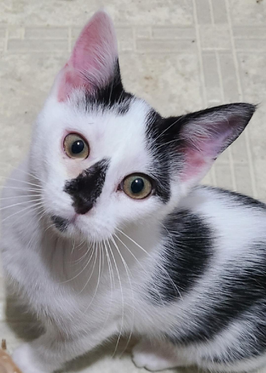 Nicole Doll READY TO GO HOME!, a Adoptable Domestic Short Hair in Barron, WI image 3/5