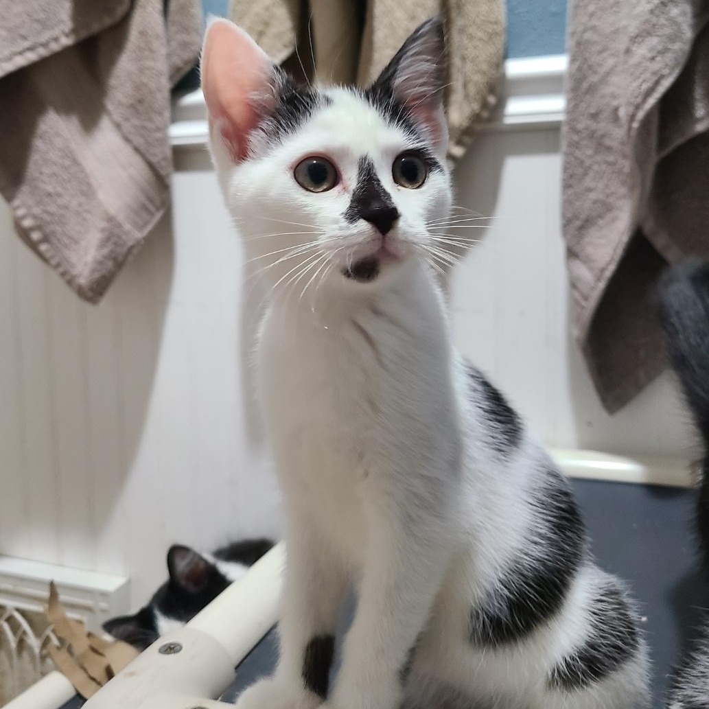 Nicole Doll READY TO GO HOME!, Adoptable, Kitten Female Domestic Short Hair.