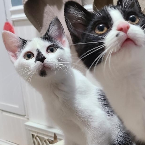 Nicole Doll READY TO GO HOME!, a Adoptable Domestic Short Hair in Barron, WI image 4/5