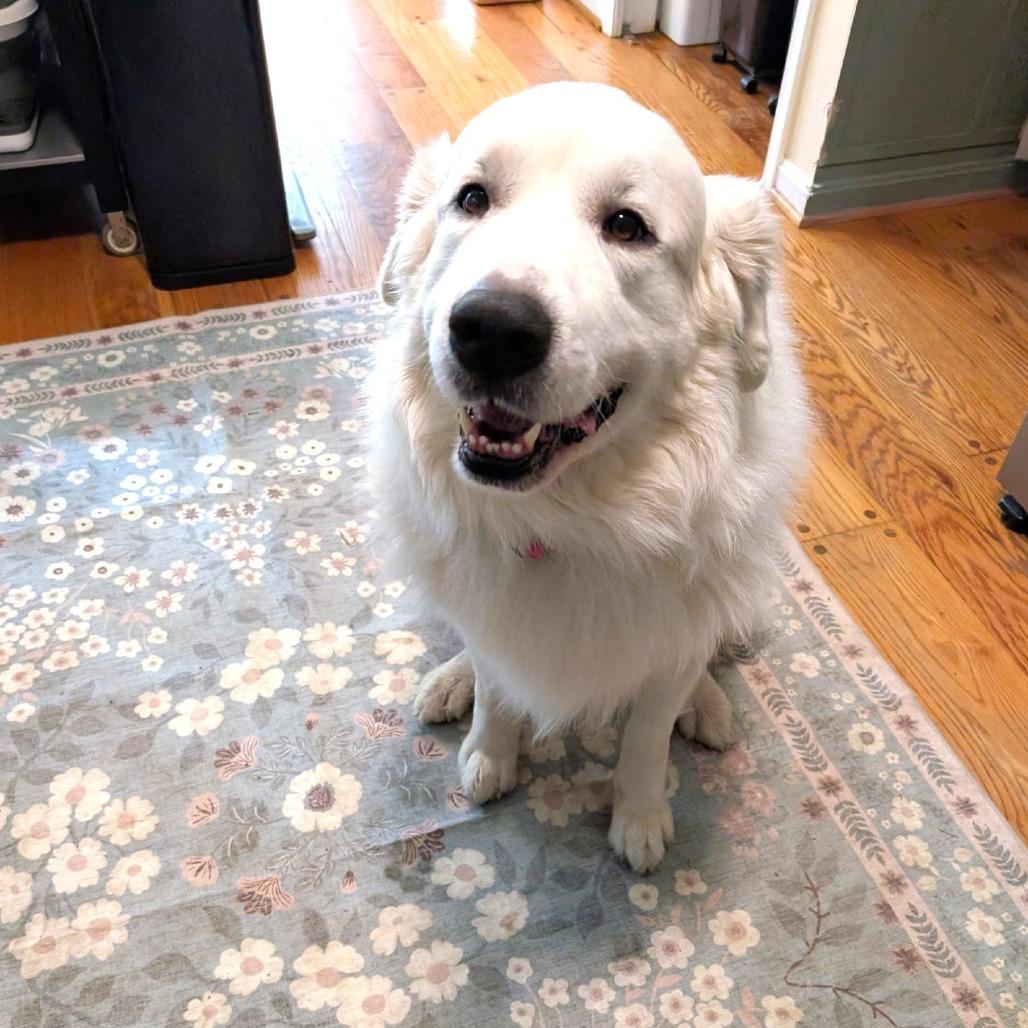 Koda, Adoptable, Adult Male Great Pyrenees.