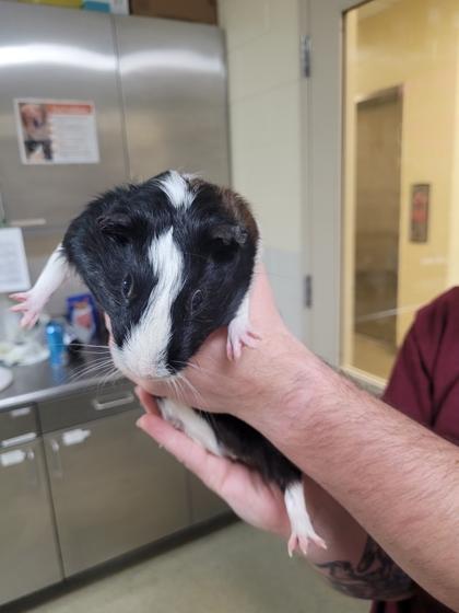 Simon, Adoptable, Young Male Guinea Pig & Guinea Pig.