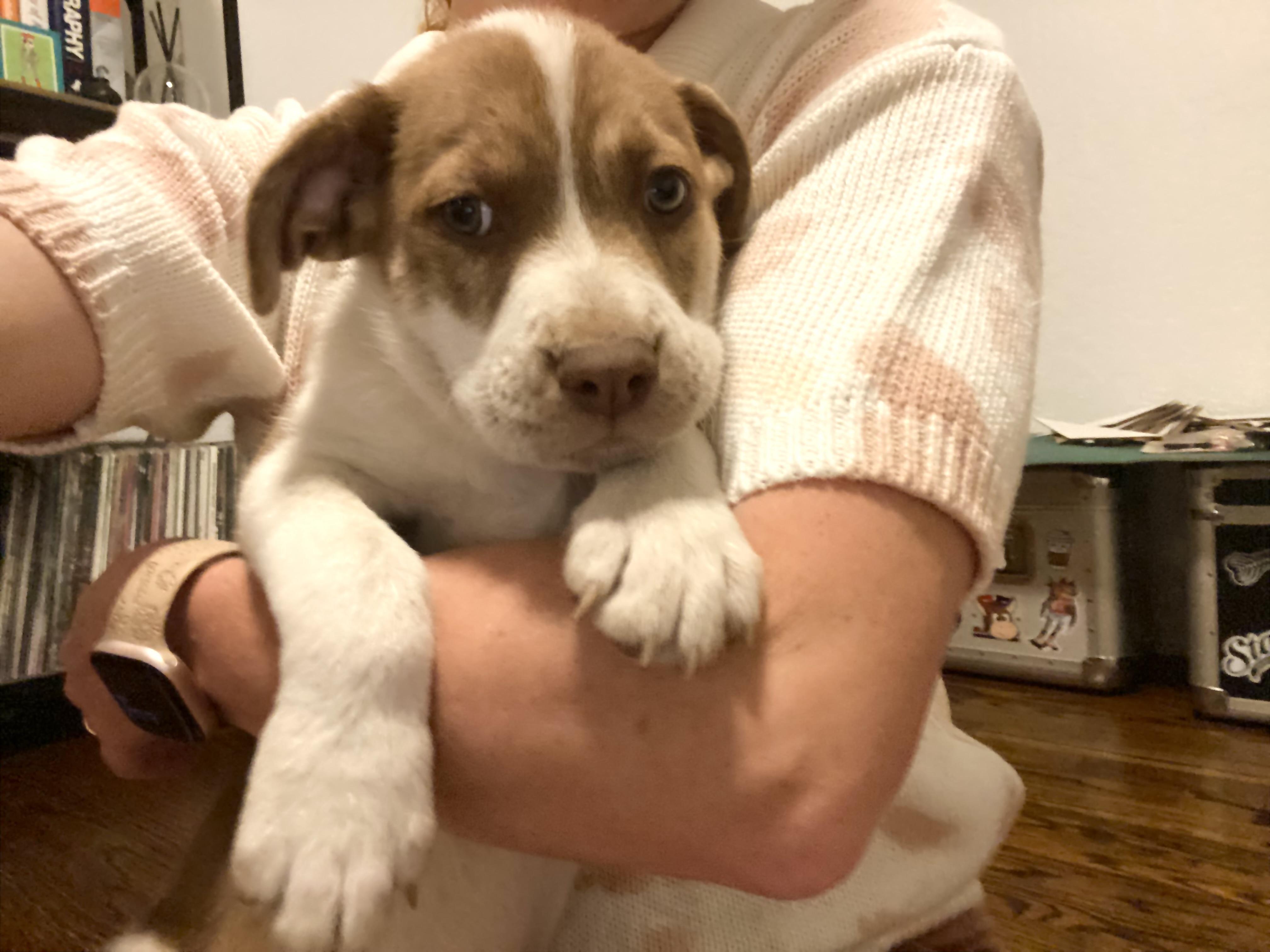 Fava, a Adoptable mixed breed in Los Angeles, CA image 1/4