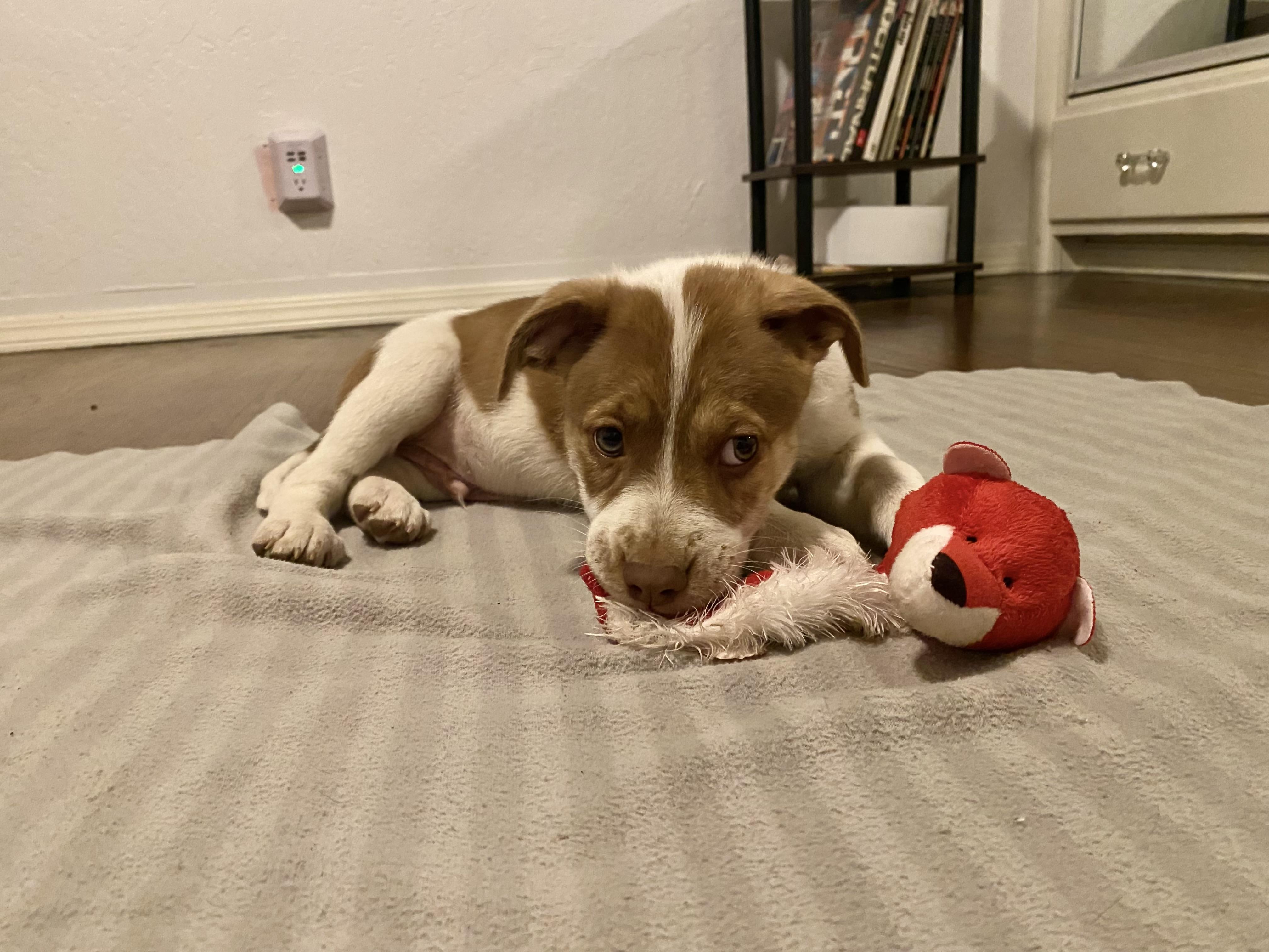 Fava, a Adoptable mixed breed in Los Angeles, CA image 2/4