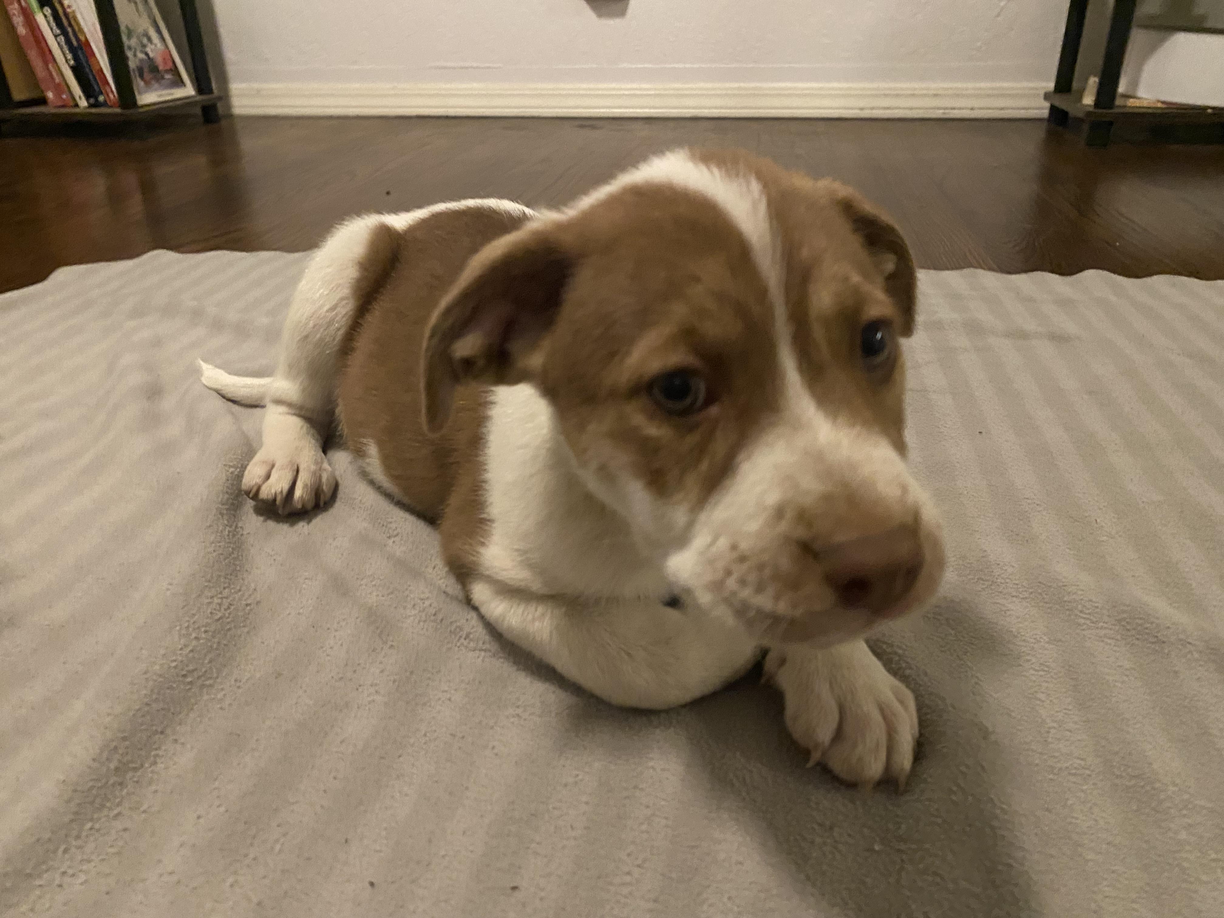 Fava, a Adoptable mixed breed in Los Angeles, CA image 3/4