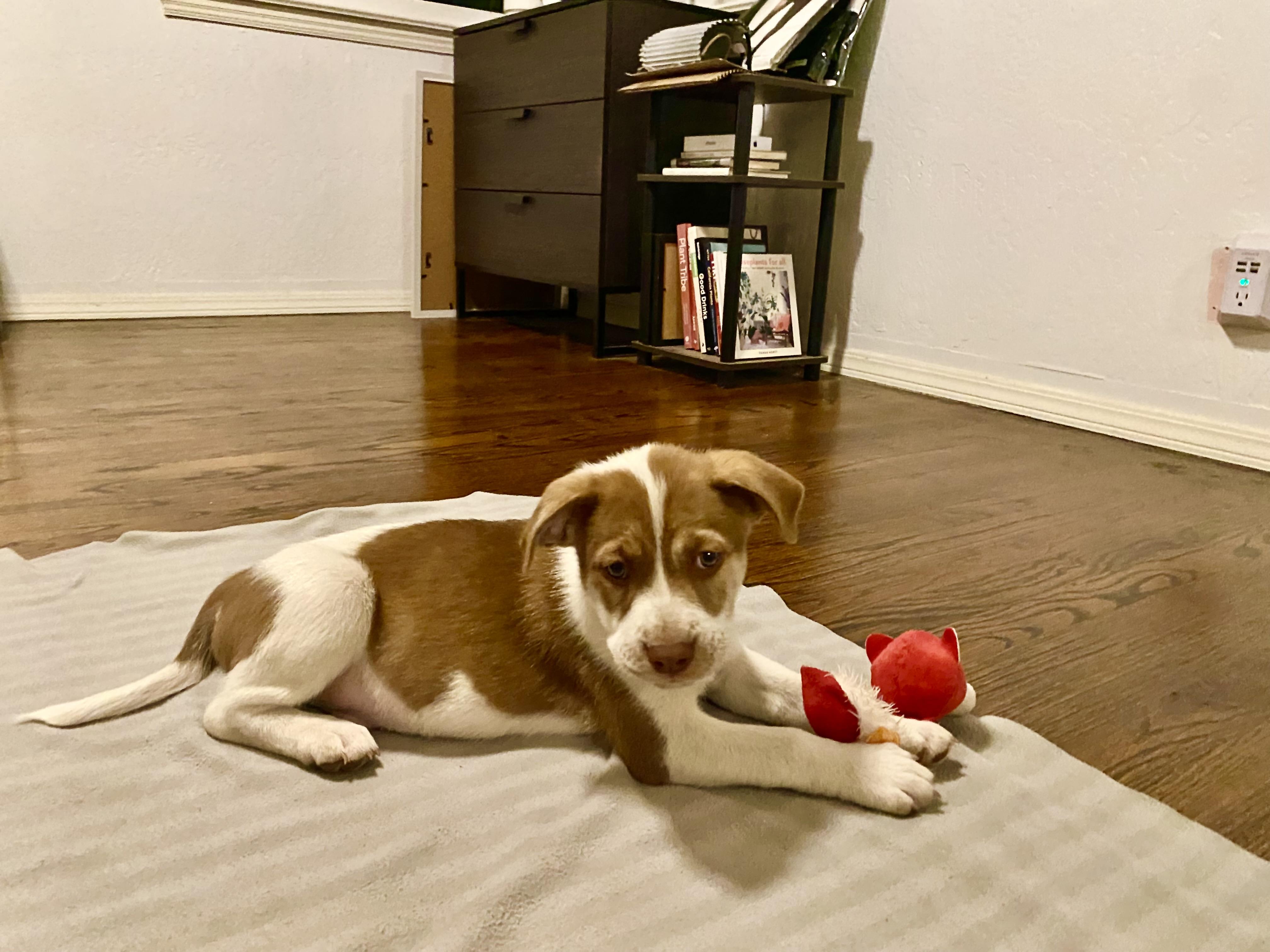 Fava, a Adoptable mixed breed in Los Angeles, CA image 4/4