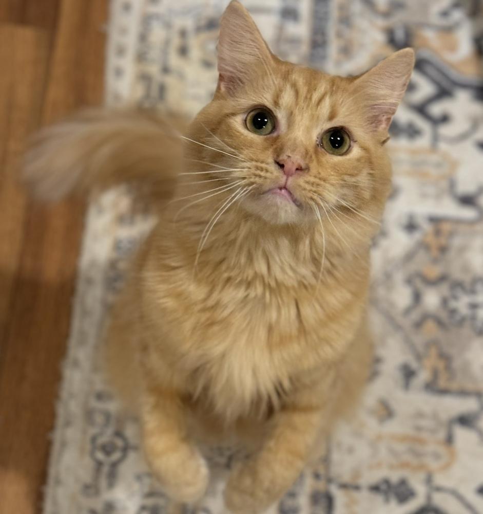 Genesis Orchard, a Adoptable Domestic Long Hair in Mount Laurel, NJ image 1/6