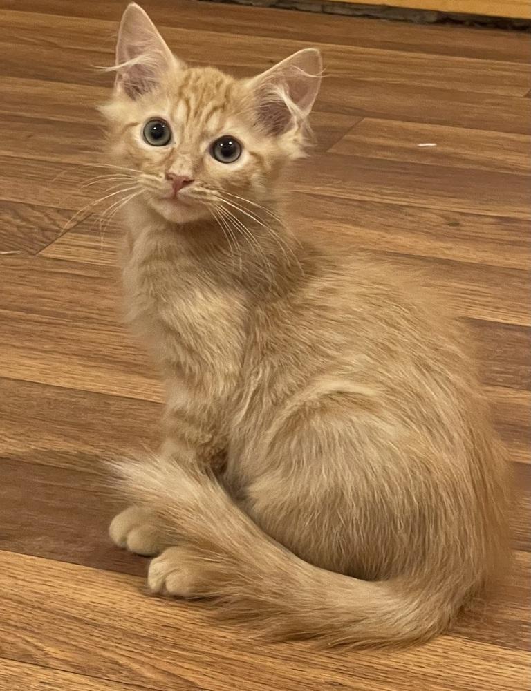 Genesis Orchard, a Adoptable Domestic Long Hair in Mount Laurel, NJ image 2/6