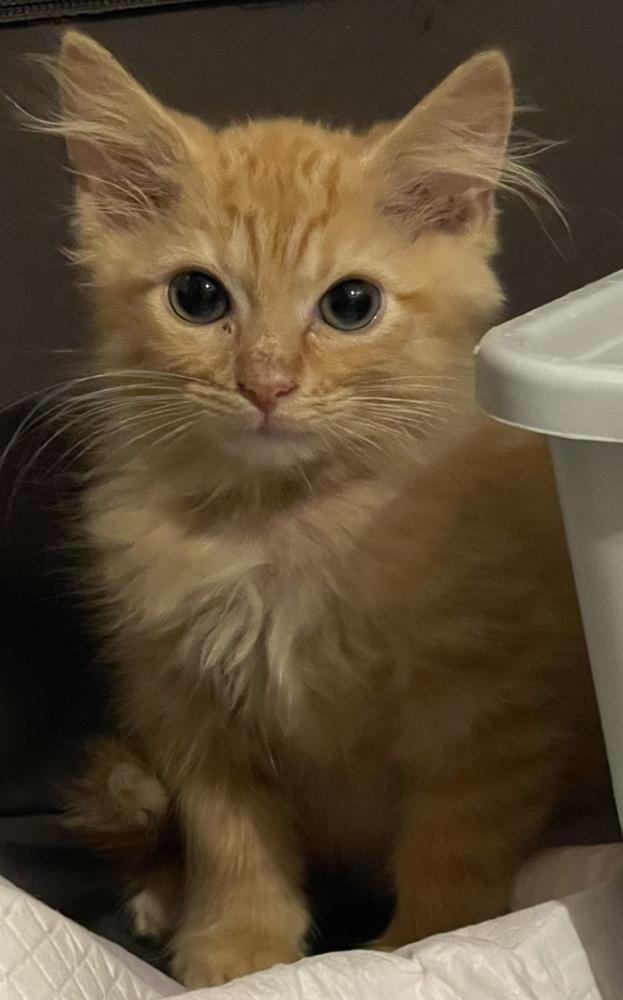Genesis Orchard, a Adoptable Domestic Long Hair in Mount Laurel, NJ image 3/6