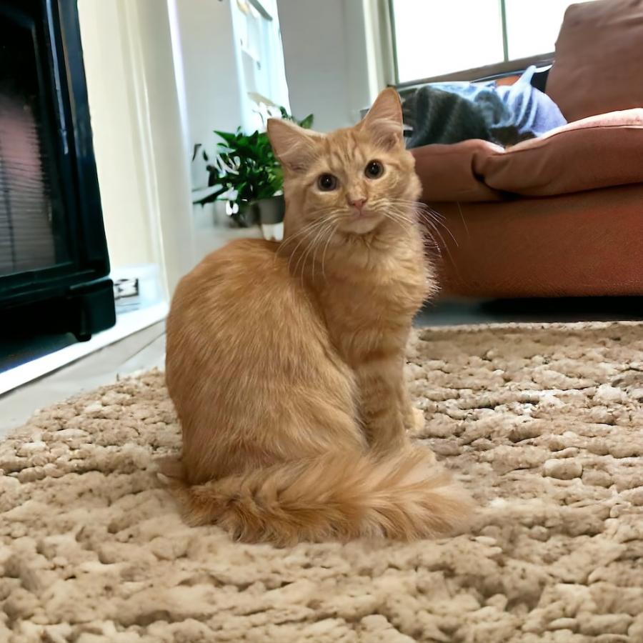 Genesis Orchard, a Adoptable Domestic Long Hair in Mount Laurel, NJ image 4/6