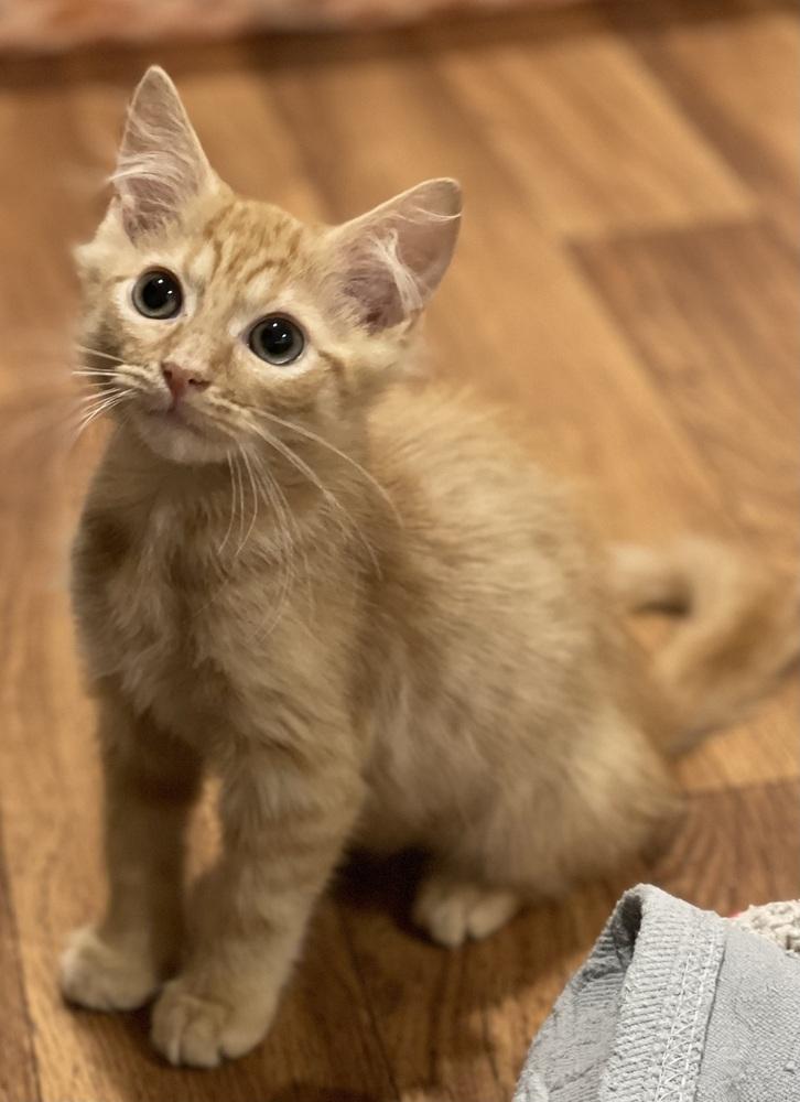 Genesis Orchard, a Adoptable Domestic Long Hair in Mount Laurel, NJ image 5/6