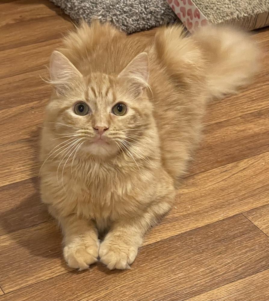 Genesis Orchard, a Adoptable Domestic Long Hair in Mount Laurel, NJ image 6/6