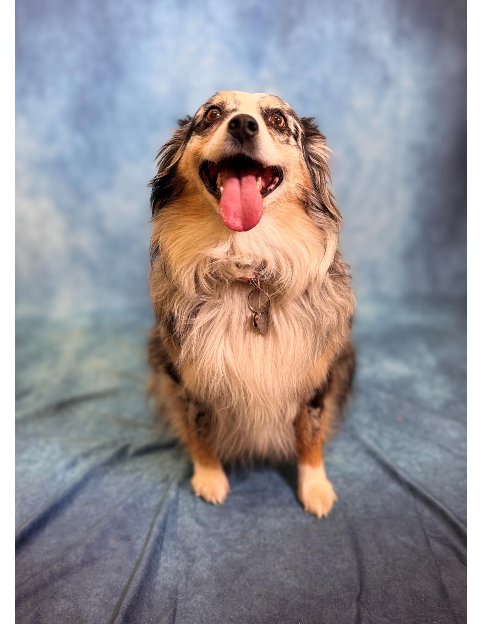 Luna, ADOPTABLE, Adult Female Australian Shepherd.