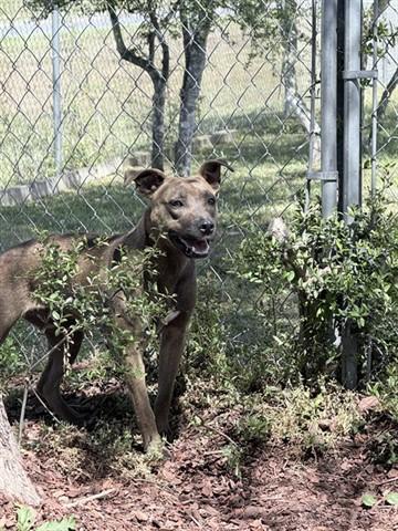 GIA, Adoptable, Young Female Pit Bull Terrier & Mixed Breed.