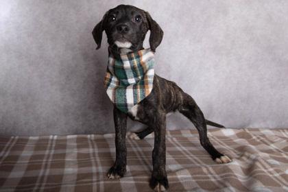 Harlee, Adoptable, Puppy Female American Staffordshire Terrier & Mixed Breed.