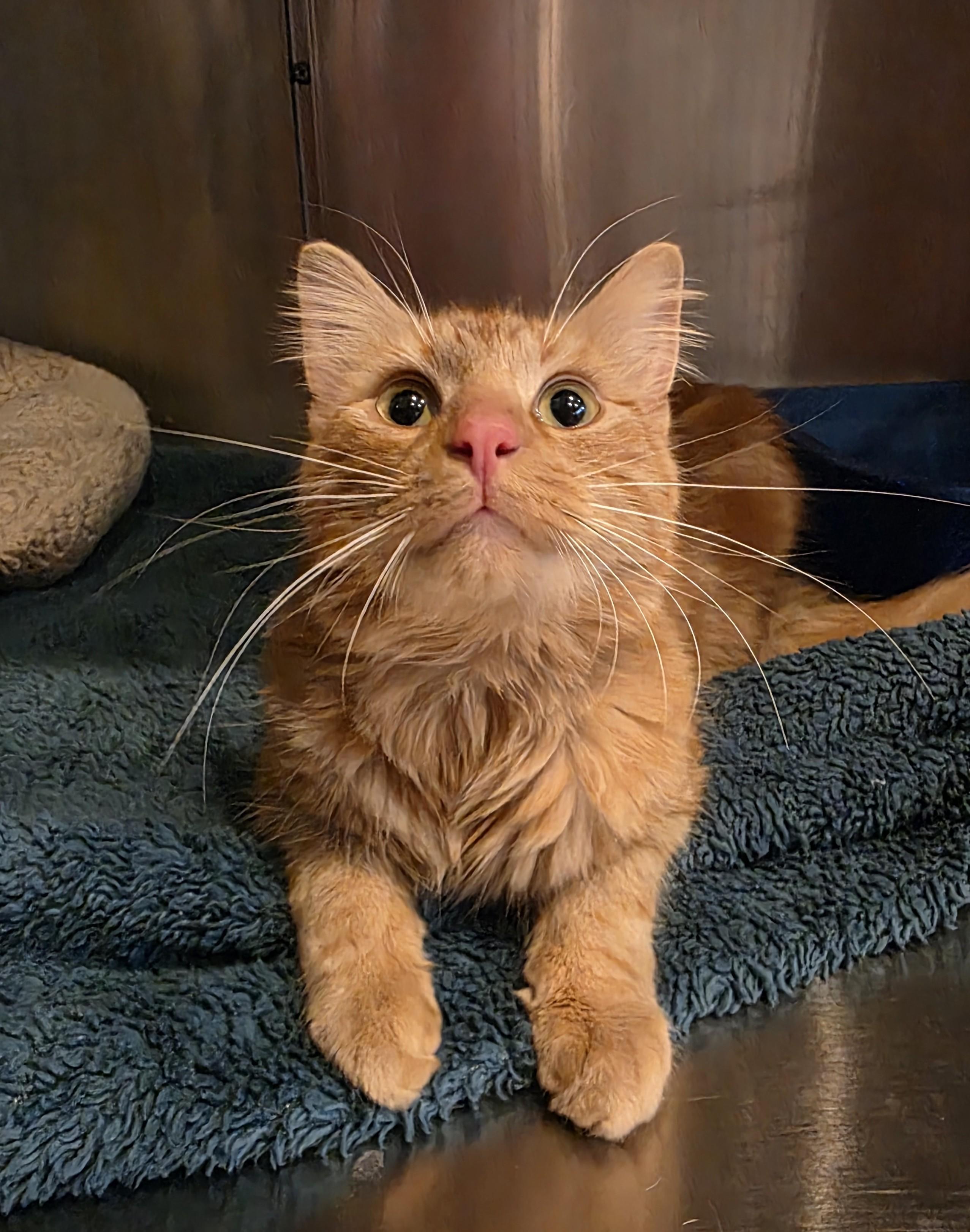 Andy, ADOPTABLE, Young Male Domestic Medium Hair.