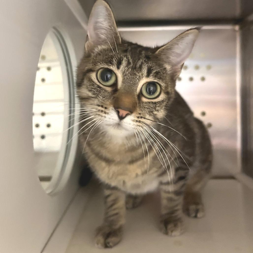 Penny, a Adoptable Domestic Short Hair in Port Townsend, WA image 1/4
