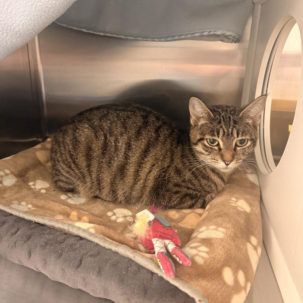 Penny, a Adoptable Domestic Short Hair in Port Townsend, WA image 2/4