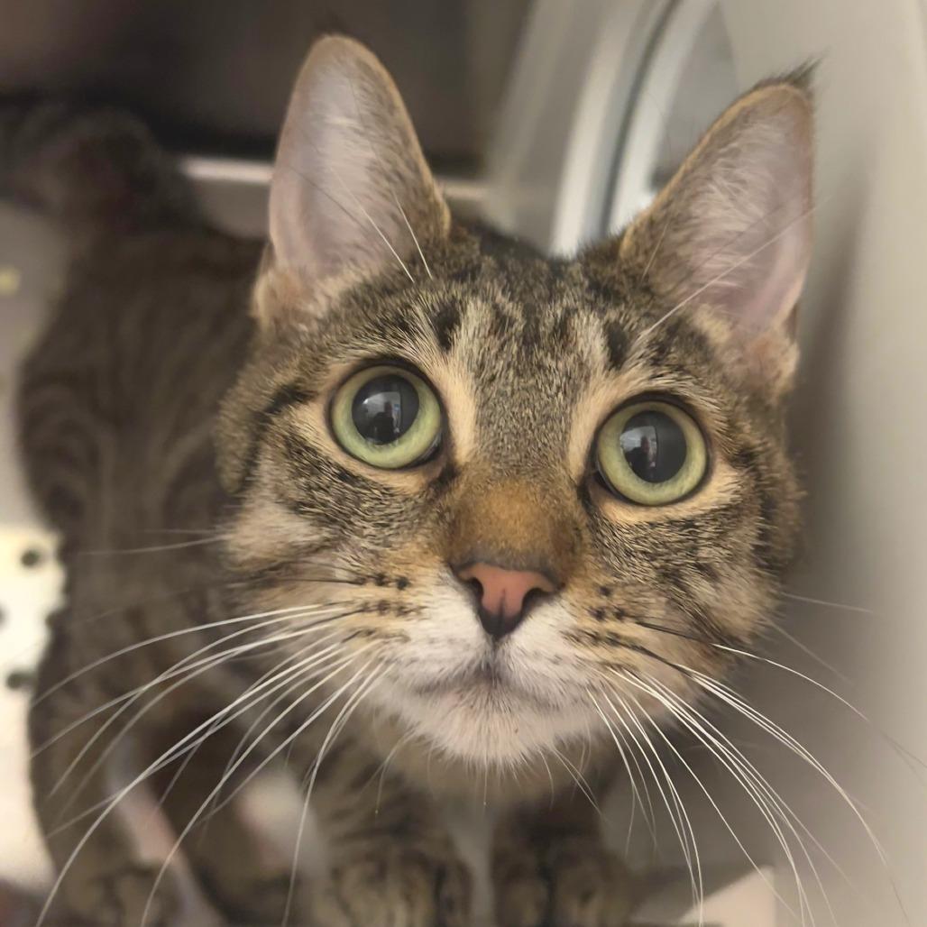 Penny, a Adoptable Domestic Short Hair in Port Townsend, WA image 3/4