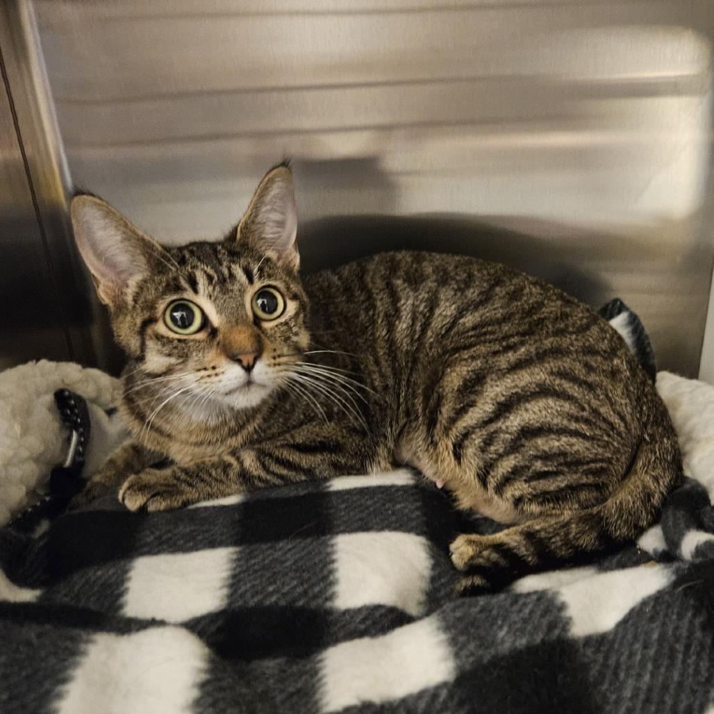 Penny, Adoptable, Adult Female Domestic Short Hair.