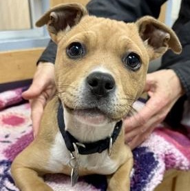 Twinkie , adopted, Puppy Female Mixed Breed.