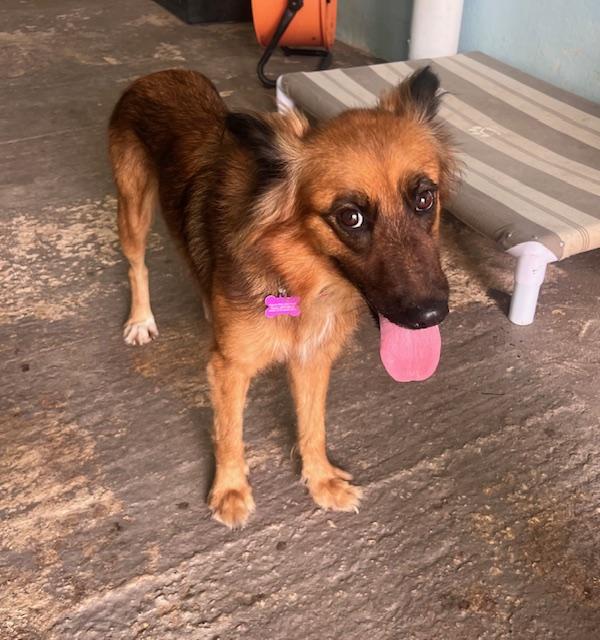 Bandit, Adoptable, Young Female Australian Shepherd.