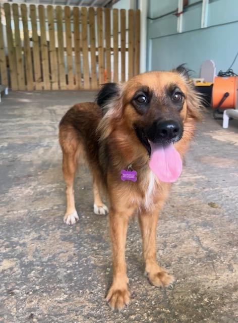 Enlarge Bandit, a Adoptable mixed breed in Seattle, WA image 3/6
