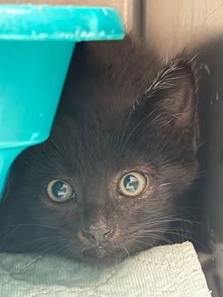 Dawn, Adoptable, Kitten Male Domestic Short Hair & Domestic Short Hair.