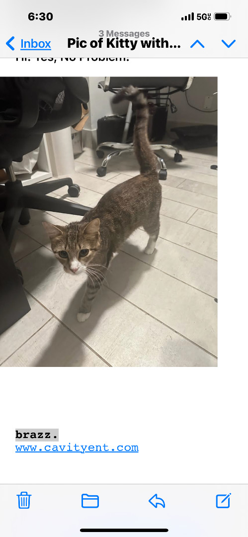 Enlarge Lou Lou, a Adopted Tabby in New York, NY image 1/1